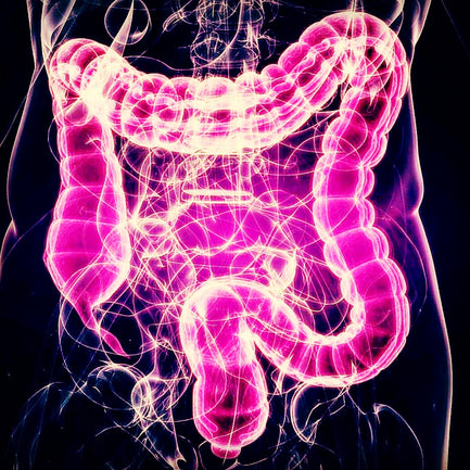 Mind the Gut: the Power of Probiotics